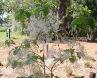 chionanthus virginicus 2.jpg